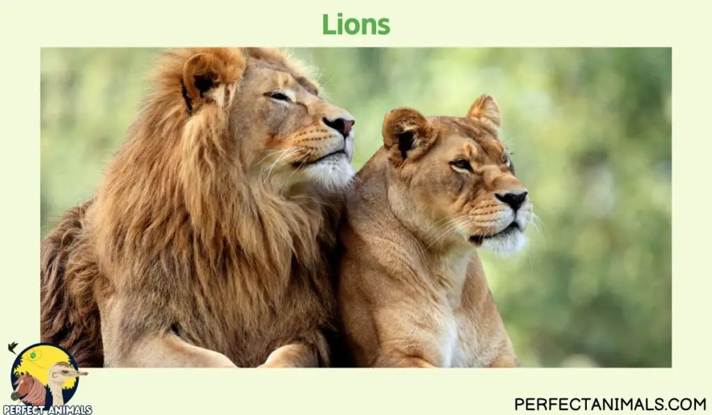 Animals With Whiskers | Lions