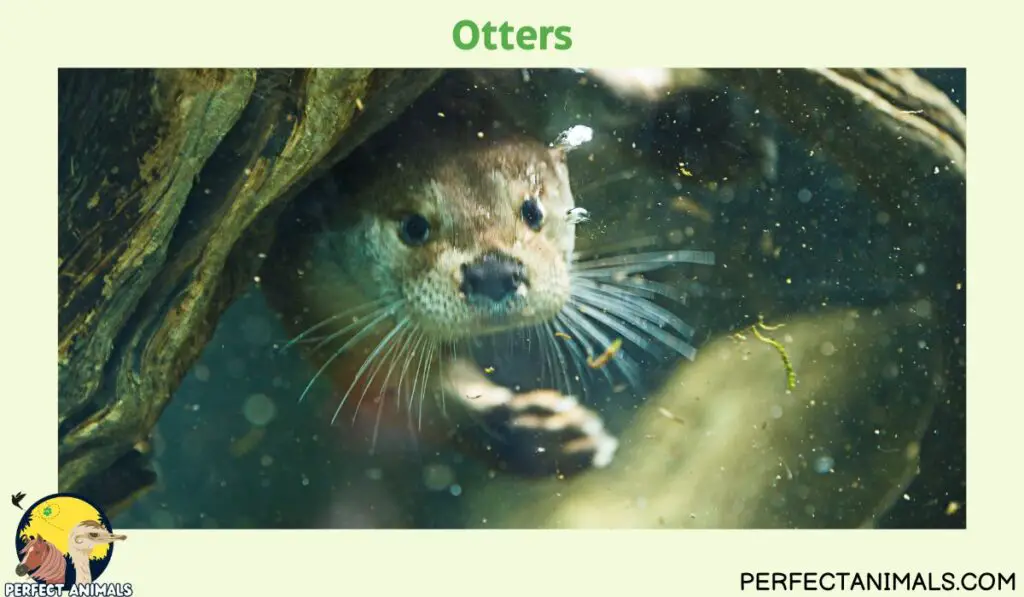 Animals With Whiskers | Otters