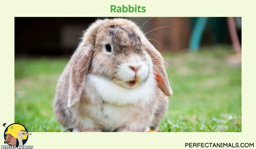 Animals With Whiskers | Rabbits