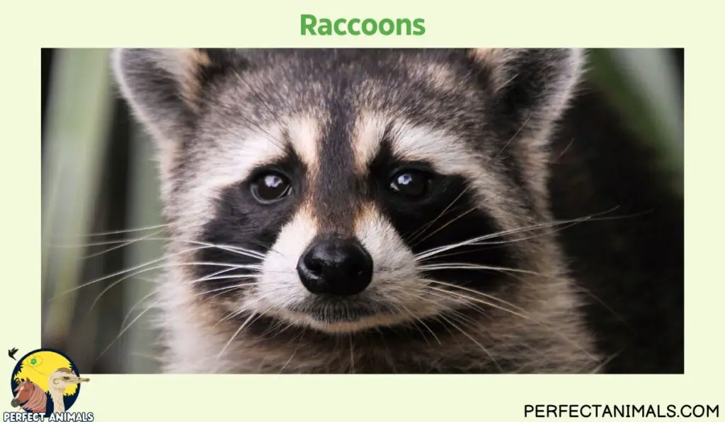 Animals With Whiskers | Raccoons