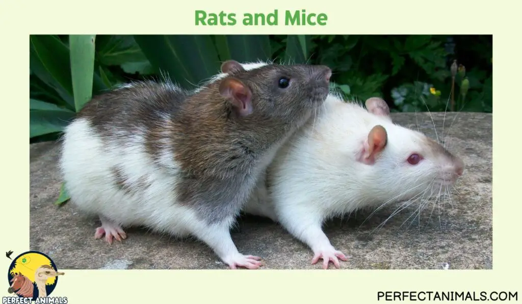 Animals With Whiskers | Rats and Mice