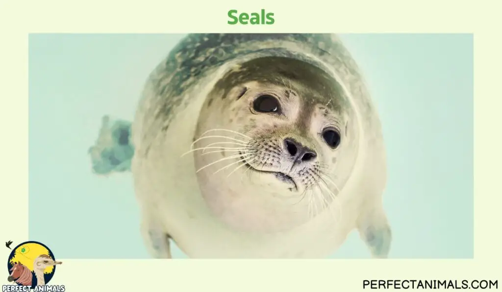 Animals With Whiskers | Seals