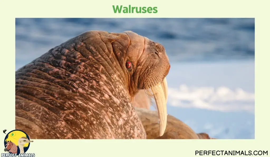 Animals With Whiskers | Walruses