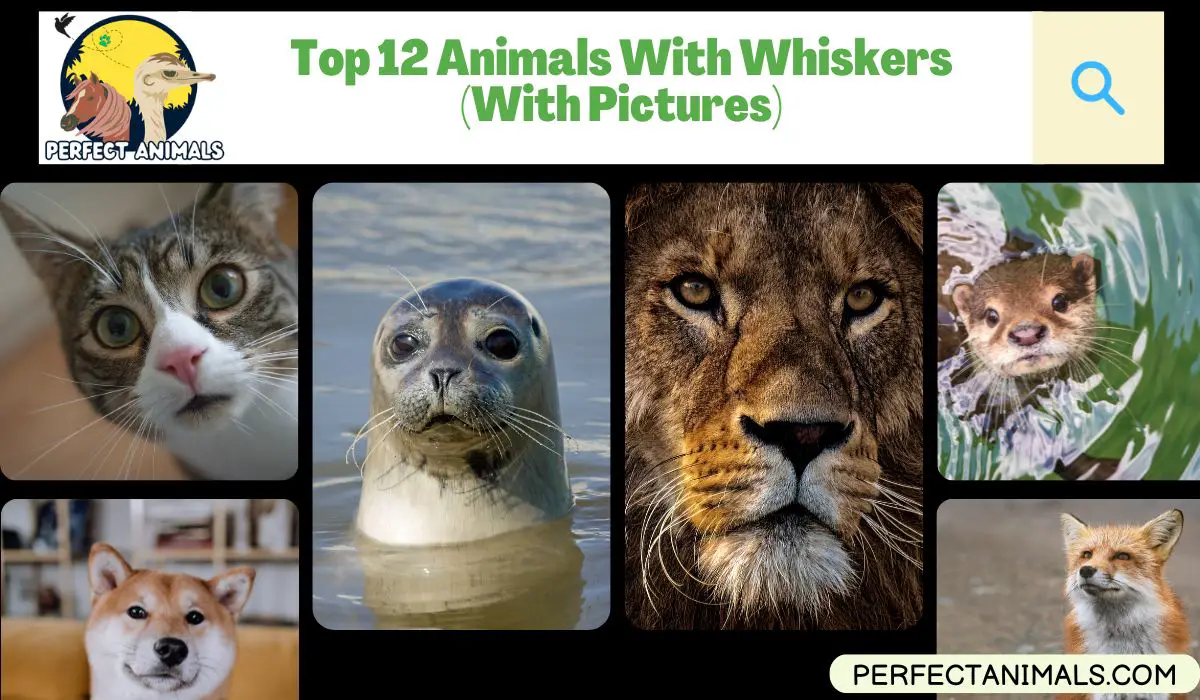 Animals With Whiskers