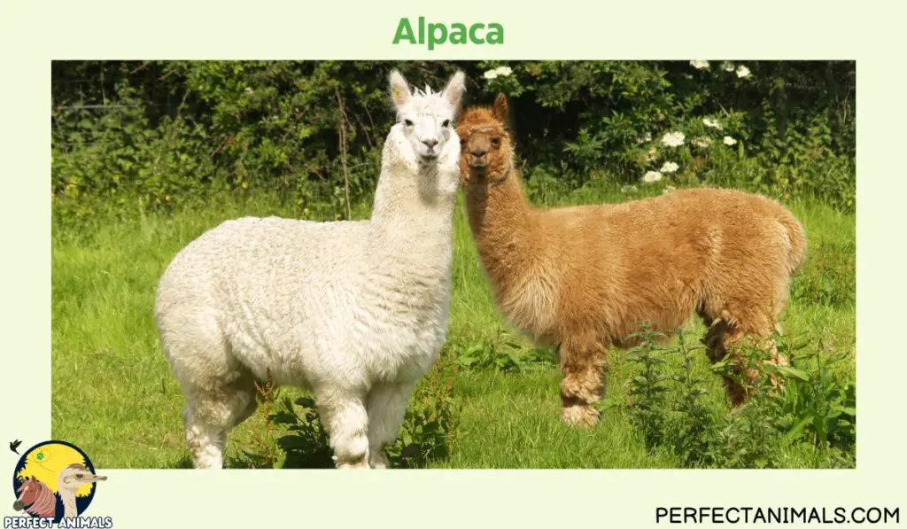 Animals with Long Necks Alpaca