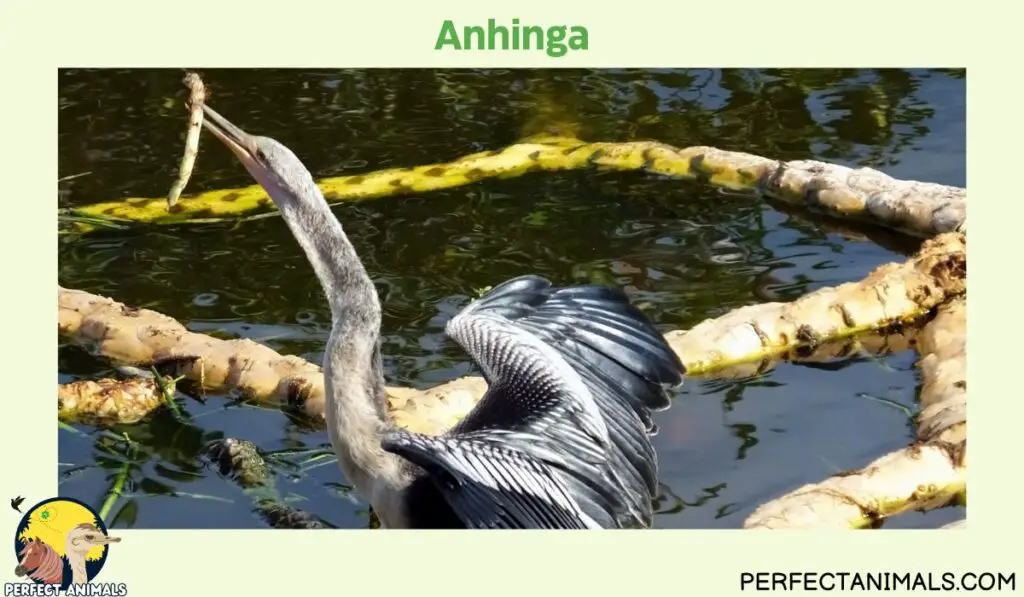 Animals with Long Necks | Anhinga