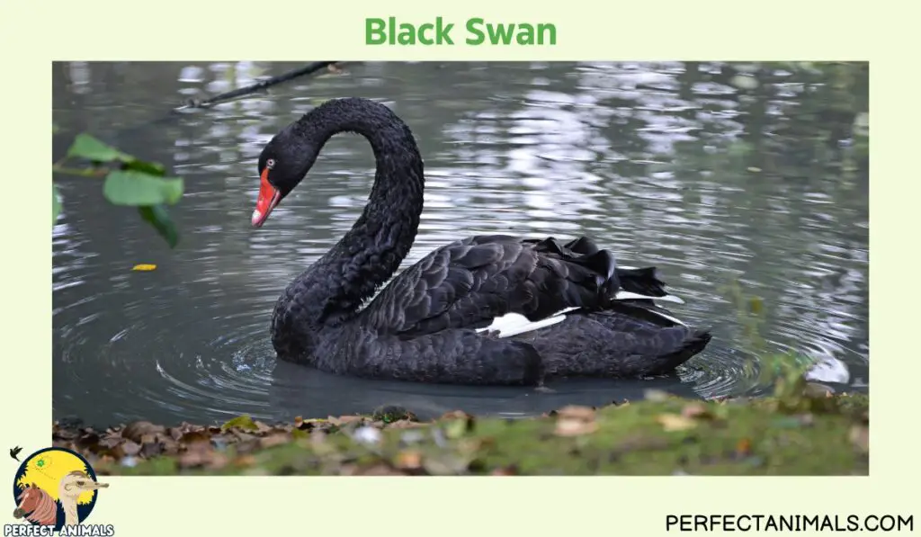 Animals with Long Necks | Black Swan