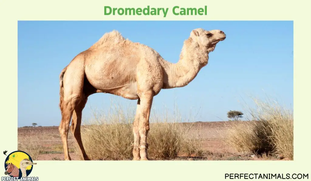 Animals with Long Necks Dromedary Camel