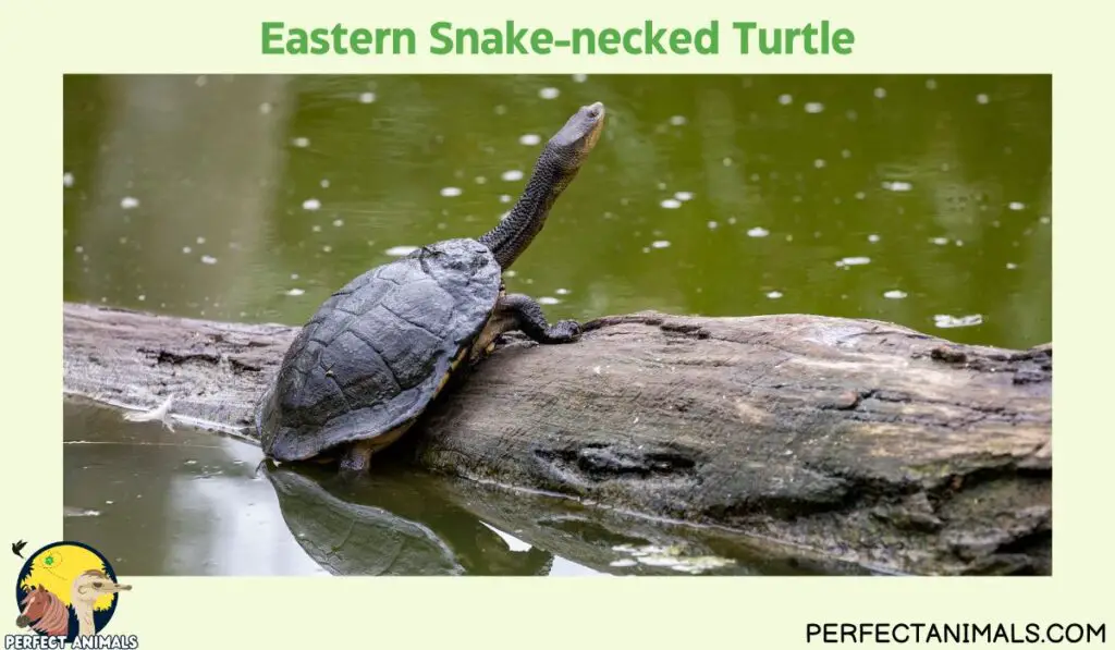 Animals with Long Necks | Eastern Snake-necked Turtle