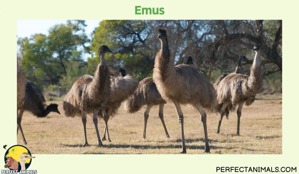 Animals with Long Necks | Emus