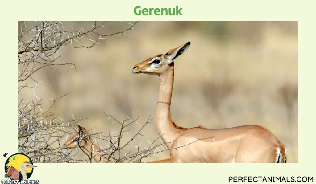 Animals with Long Necks | Gerenuk