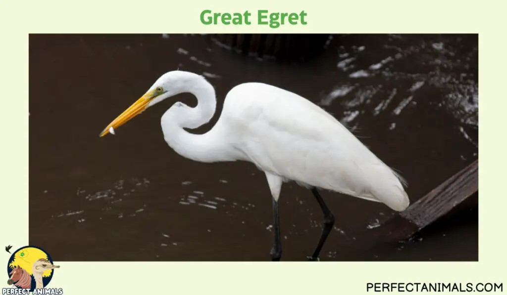 Animals with Long Necks | Great Egret