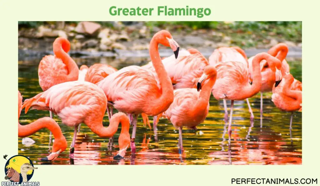 Animals with Long Necks | Greater Flamingo