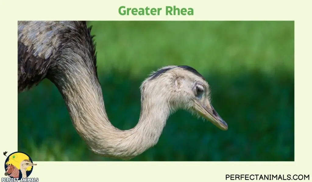 Animals with Long Necks | Greater Rhea