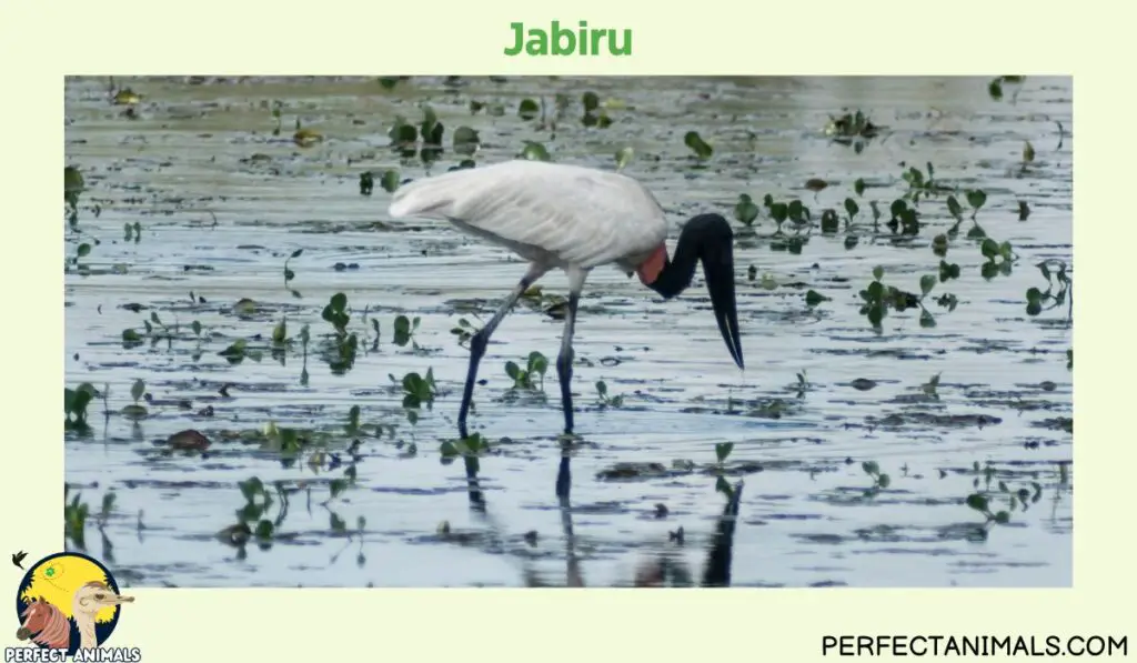 Animals with Long Necks | Jabiru