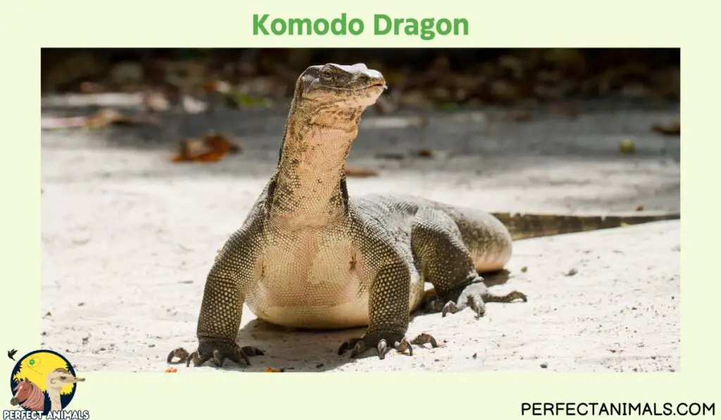 Animals with Long Necks | Komodo Dragon