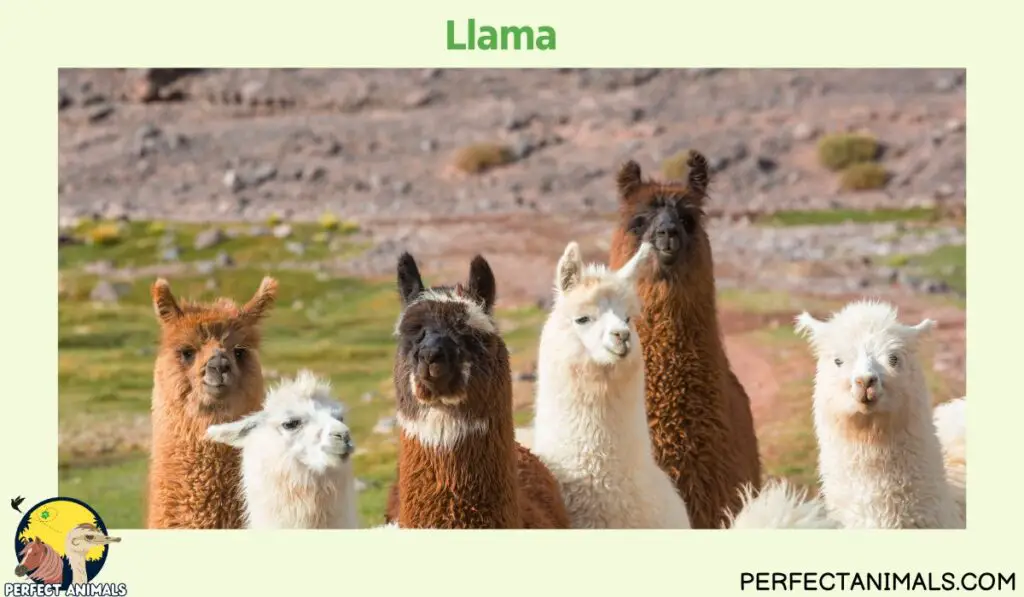 Animals with Long Necks | Llama