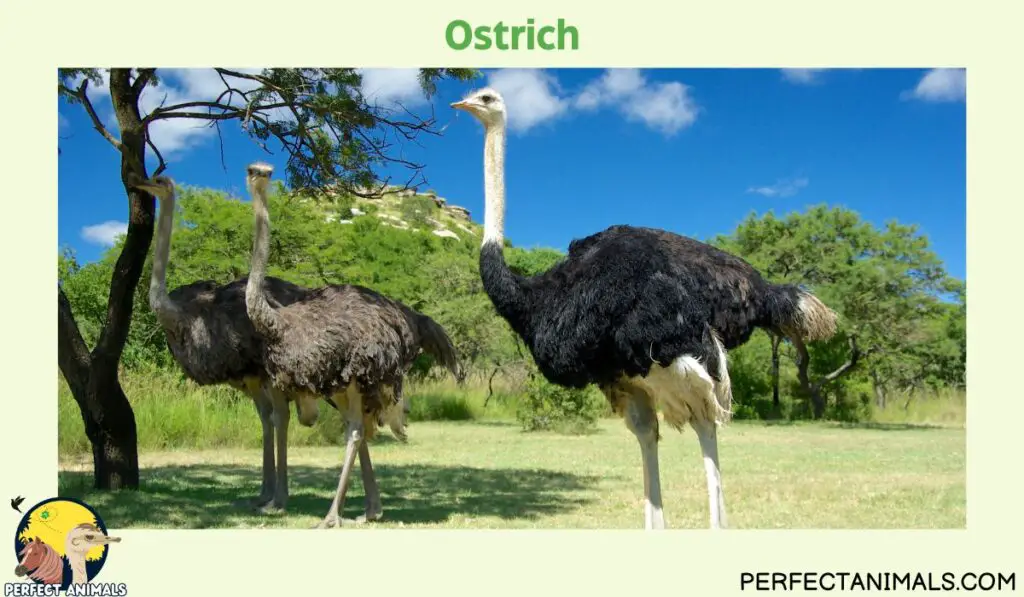 Animals with Long Necks | Ostrich