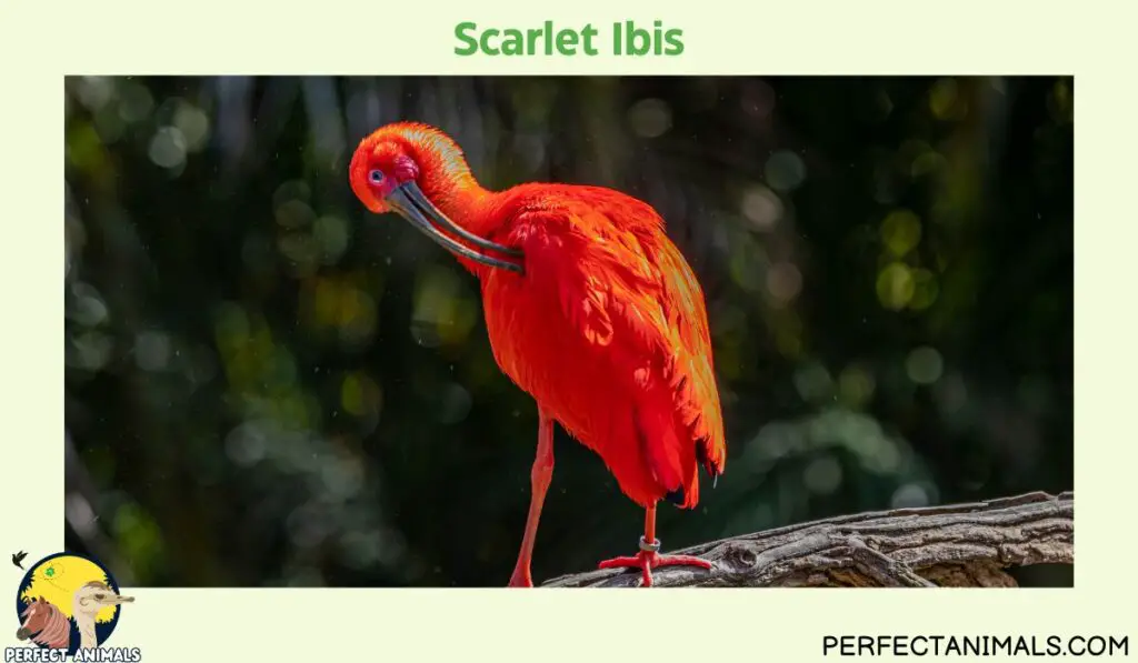 Animals with Long Necks | Scarlet Ibis