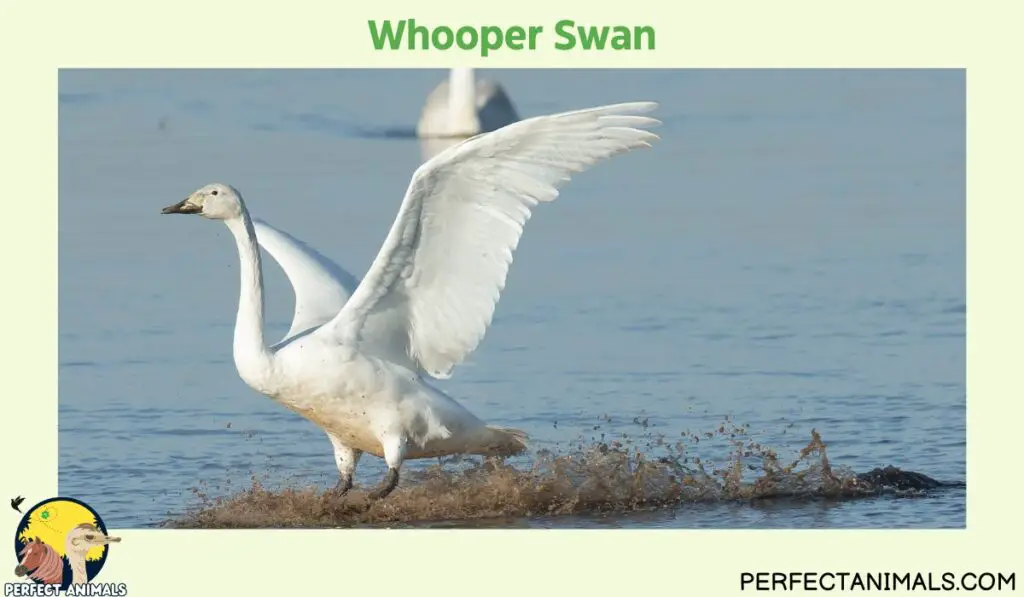 Animals with Long Necks | Whooper Swan