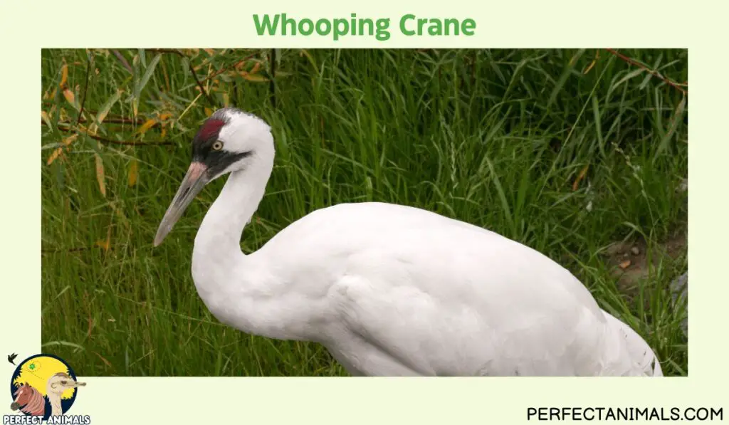 Animals with Long Necks | Whooping Crane