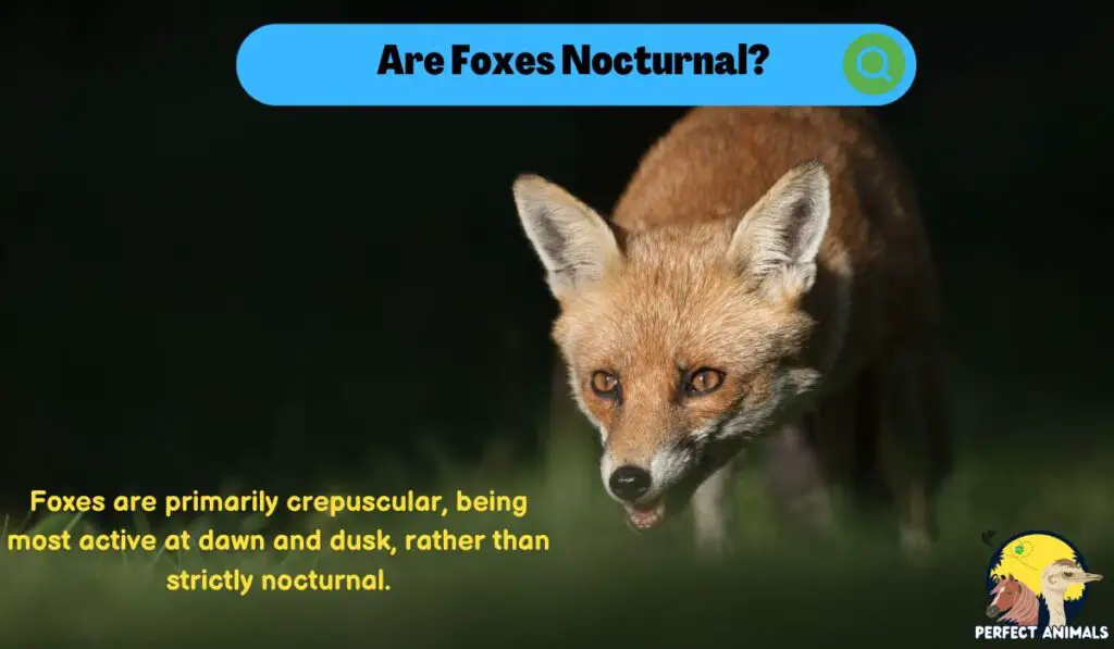 Are Foxes Nocturnal?