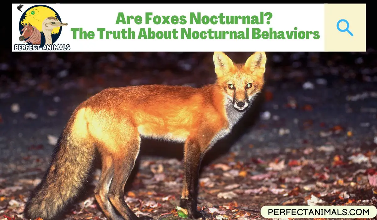 Are Foxes Nocturnal