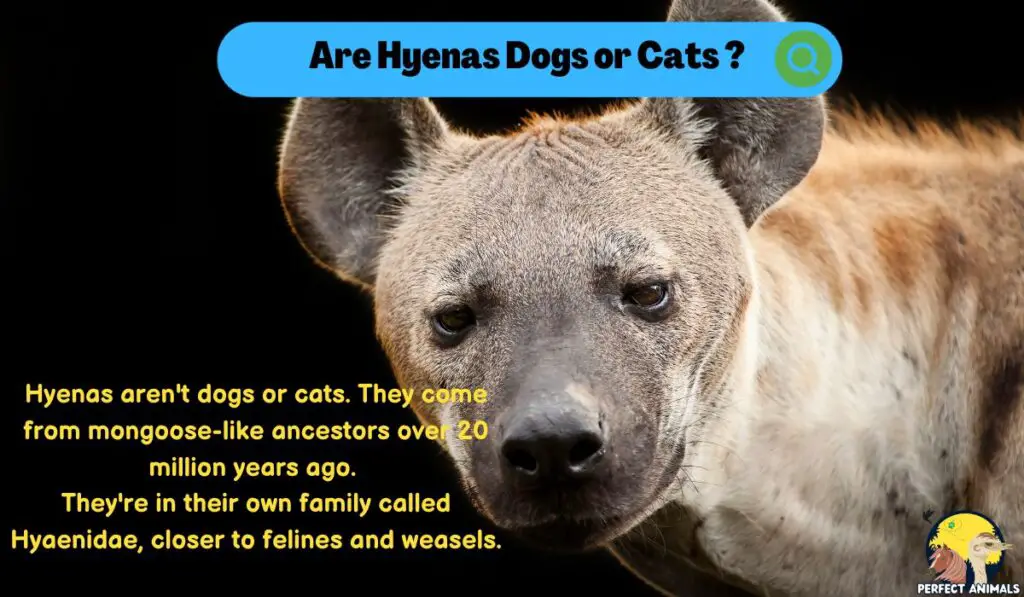 Are Hyenas Dogs or Cats?