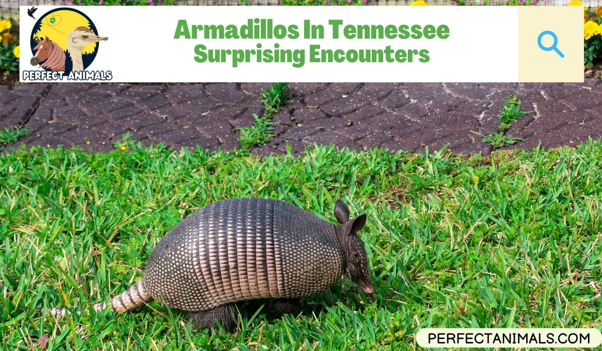 Armadillos In Tennessee