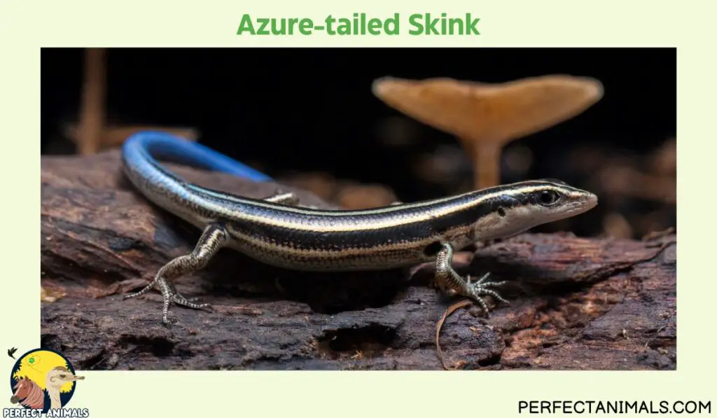 Hawaiian lizards | Azure-tailed Skink