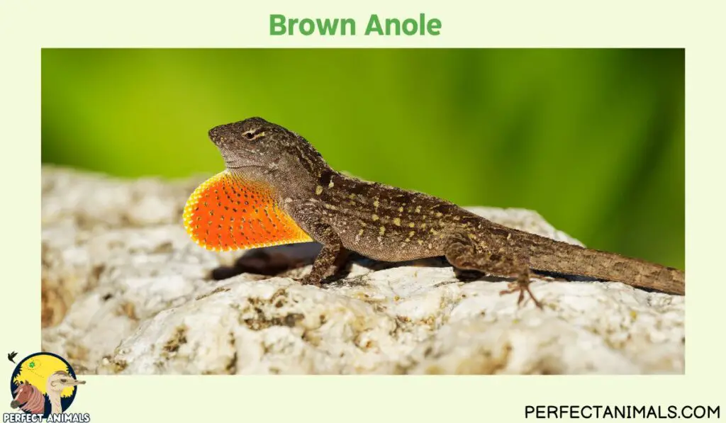 Hawaiian lizards | Brown Anole