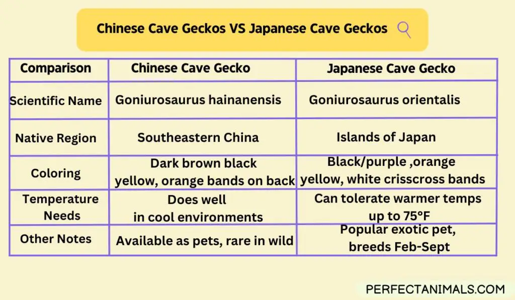 What is the difference between Chinese cave geckos and Japanese cave geckos?
