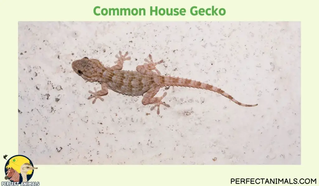 Hawaiian lizards | Common House Gecko