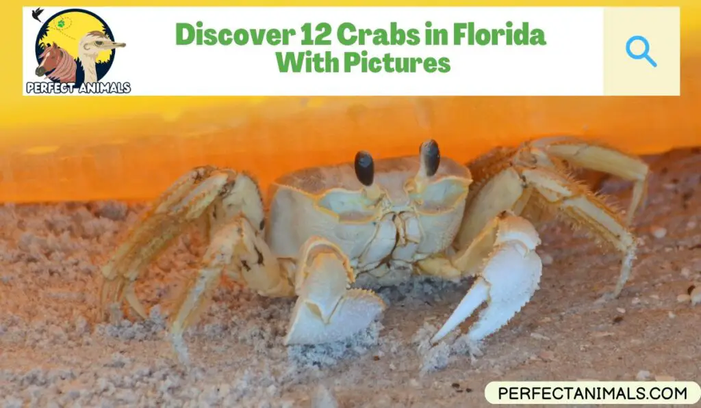 Discover 12 Crabs in Florida (With Pictures) - Perfect Animals