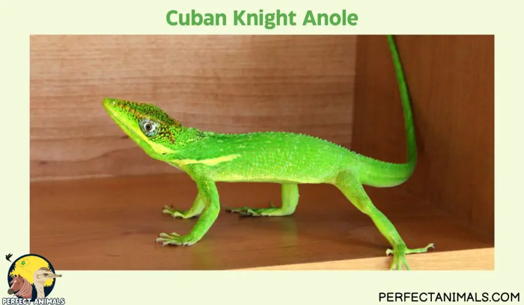 Hawaiian lizards | Knight Anole