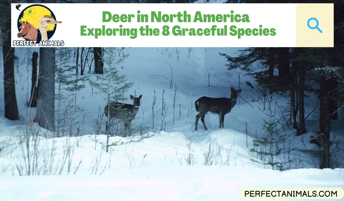 Deer in North America