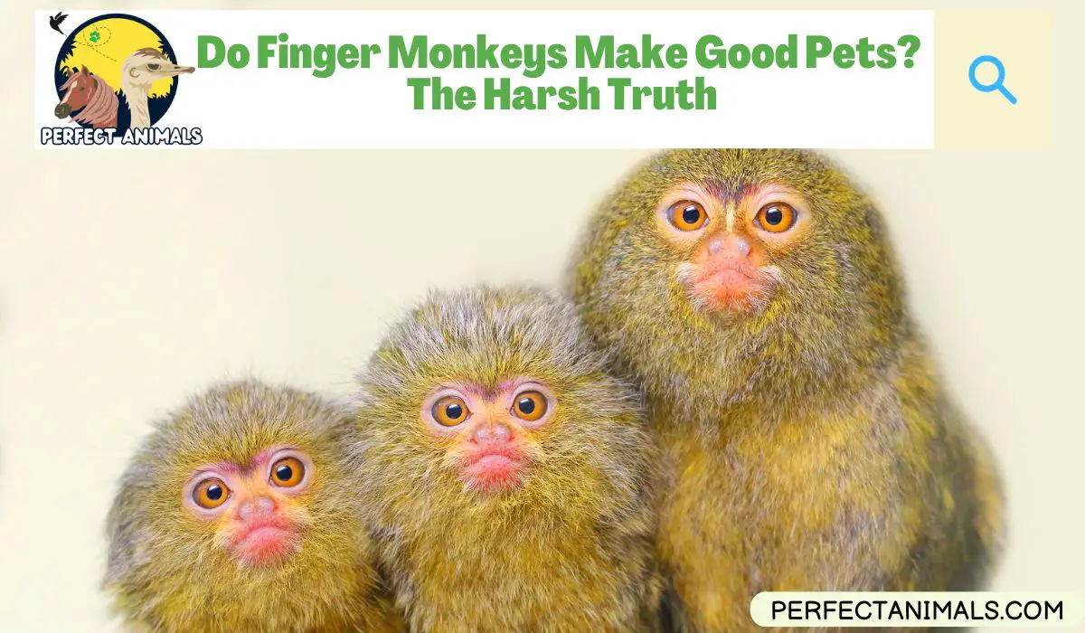 Do Finger Monkeys Make Good Pets?