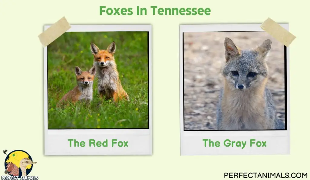 Foxes In Tennessee
