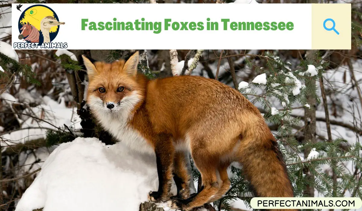 Foxes in Tennessee