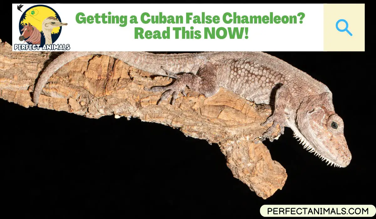 Cuban False Chameleon