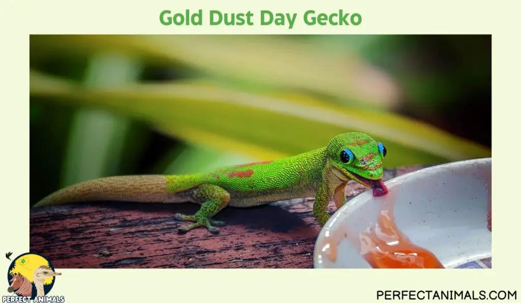 Hawaiian lizards | Gold Dust Day Gecko