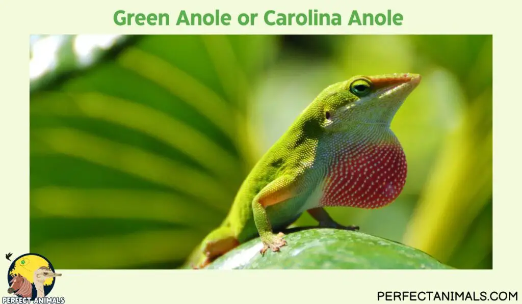 Hawaiian lizards | Green Anole or Carolina Anole 