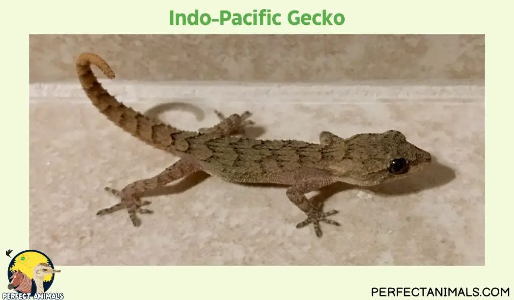 Hawaiian lizards | Indo-Pacific Gecko