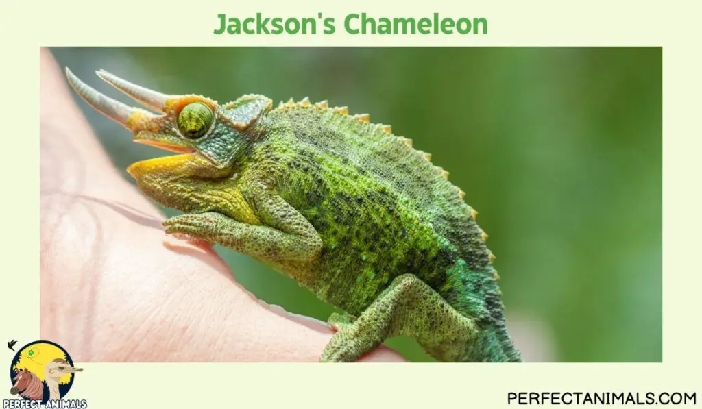 Hawaiian lizards | Jackson's Chameleon