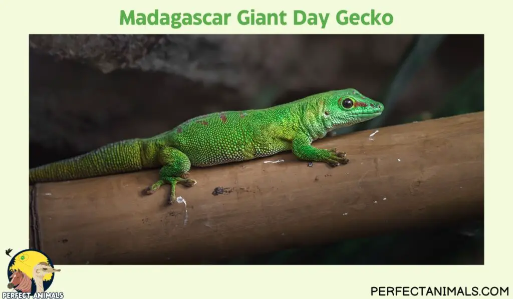 Hawaiian lizards | Madagascar Giant Day Gecko