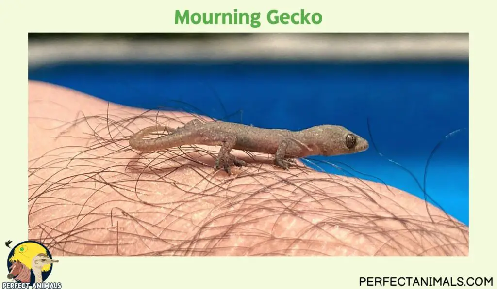 Hawaiian lizards | Mourning Gecko