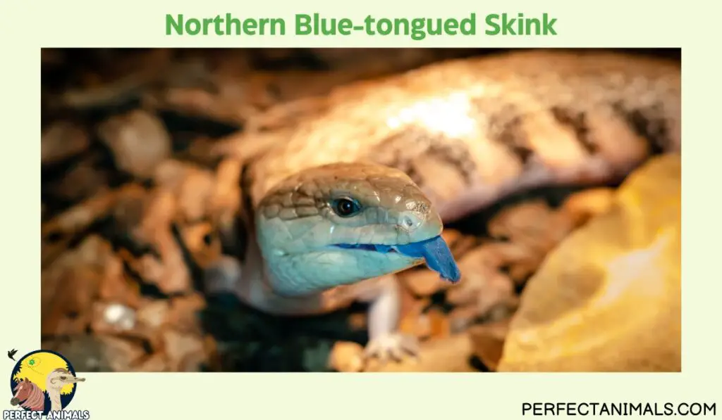 Northern Blue-tongued Skink