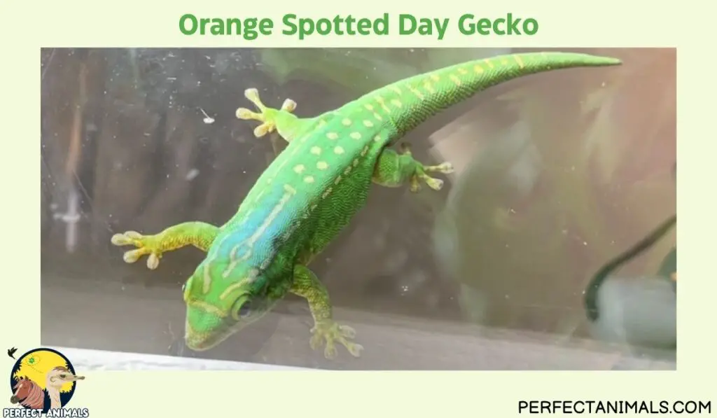 Hawaiian lizards | Orange Spotted Day Gecko