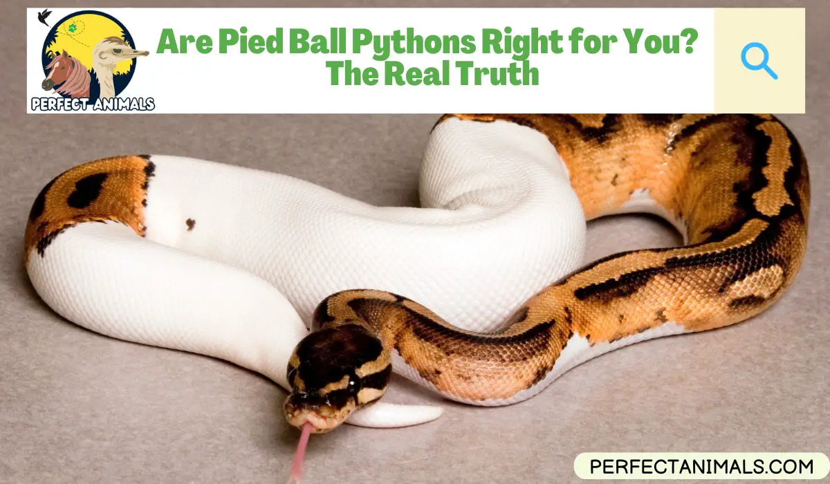 Pied Ball Pythons