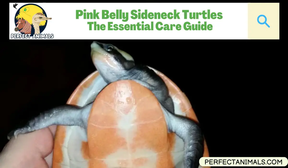 Pink Belly Sideneck Turtles
